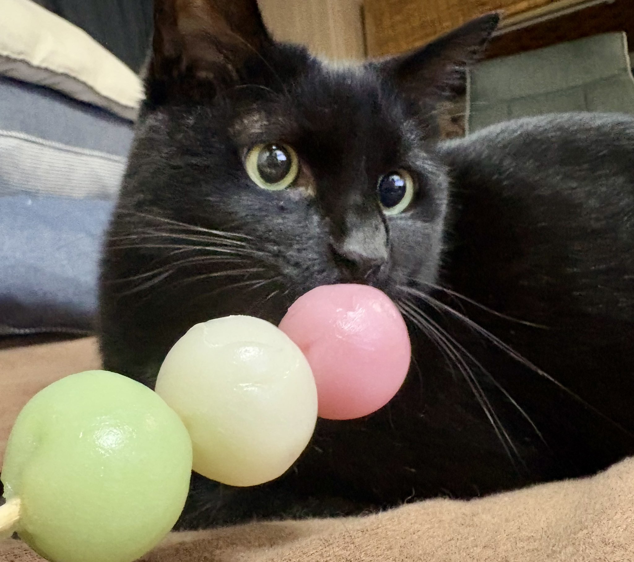 おせちちゃん🍱 on X: 