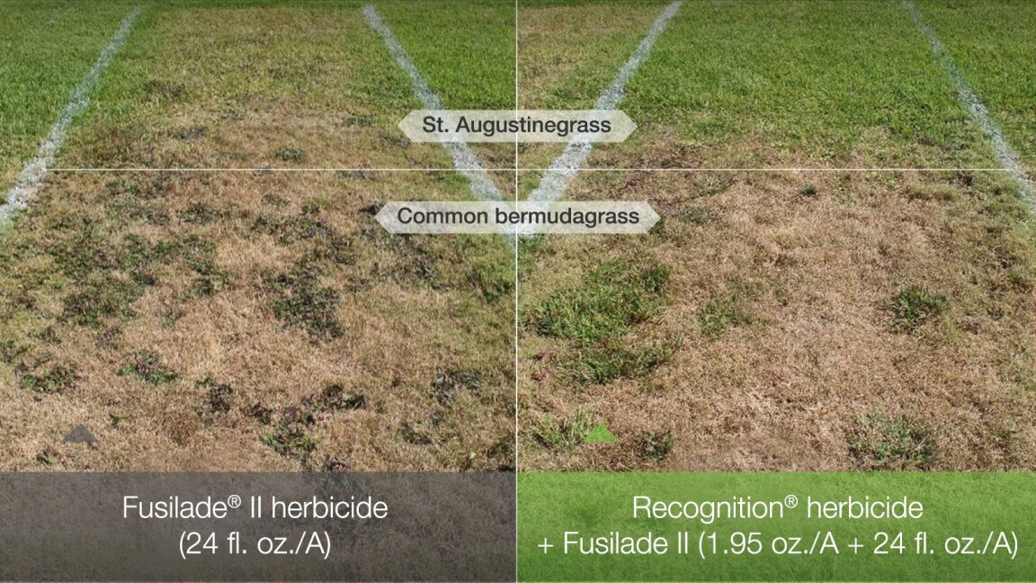 Control bermudagrass and protect desirable turf! 🌱 

Lane Tredway, Ph.D. details how the combined power of #RecognitionHerbicide + #FusiladeII target bermudagrass without causing harm to St. Augustinegrass or zoysiagrass. 

Get reliable control: bit.ly/3UNTcY1