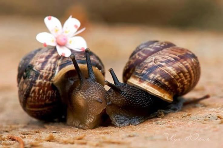 Spadiddle's tweet image. This is so romantic