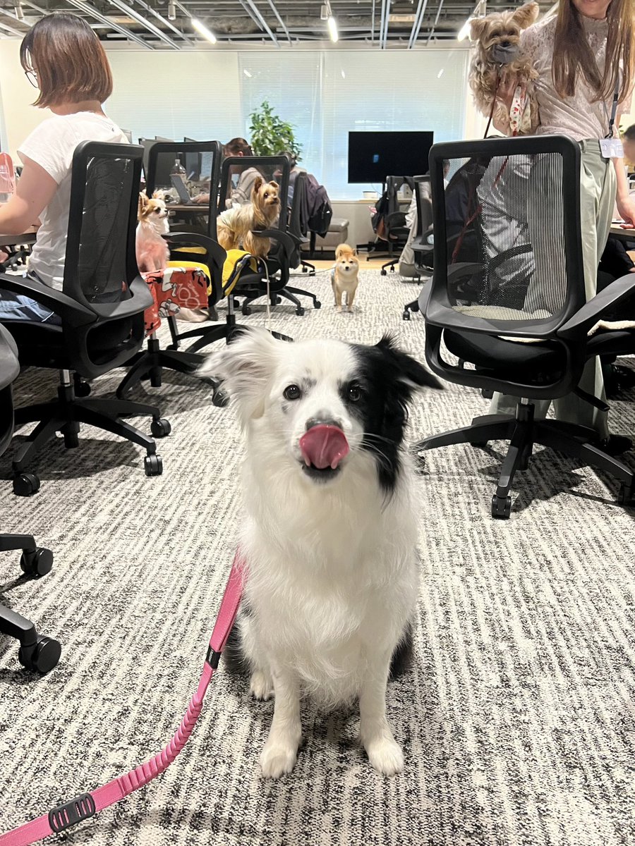 CoCoGourmet_dog's tweet photo. ここは犬カフェ？オフィス？...夢？ https://t.co/M2nhKPrJgA