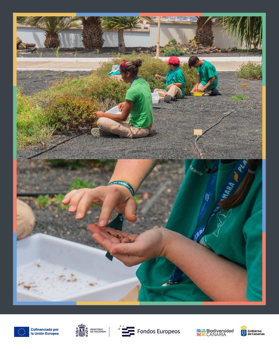 Biodiv_GobCan's tweet image. Las cumbres de Famara tienen graves problemas de herbivoría, pérdida de suelo y desertificación, y los alumnos de Formación Profesional del IES de Teguise están colaborando en su restauración, 🧵⬇️