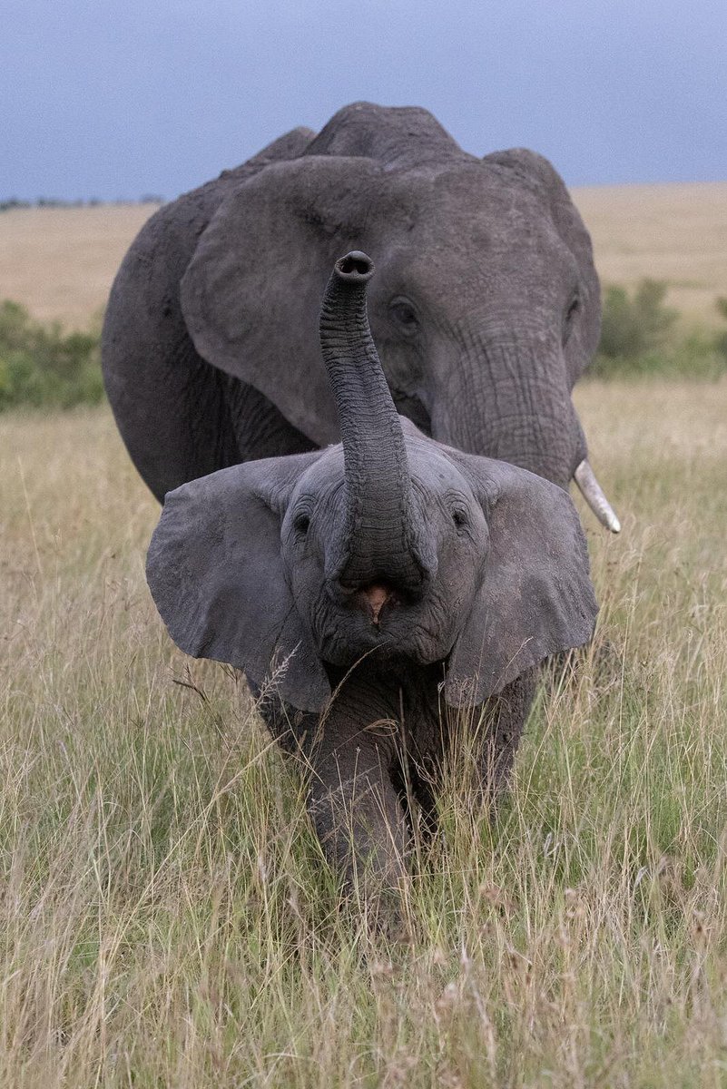 Adventureea's tweet photo. Majestic. Wise. Unforgettable.
On #WorldElephantDay, we celebrate the gentle giants that make every safari magical.
Come see them roam free in Africa’s wild beauty. #AdventureEastAfrica #LuxurySafari #KenyaSafari #TanzaniaSafari https://t.co/pZI2z8v77W