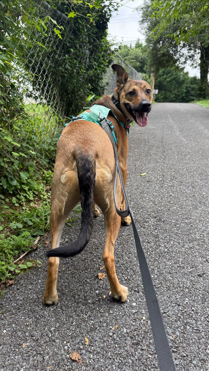 AHomeOfTheirOwn's tweet photo. Such a great weekend with our pals in Silver Spring! Charlie &amp; Milo got to meet lots of families but she's still looking for her forever.  Ready for a walking buddy?

Check out our adoptable dogs here: https://t.co/vsOITqrY81 https://t.co/SE8s2I6f6G