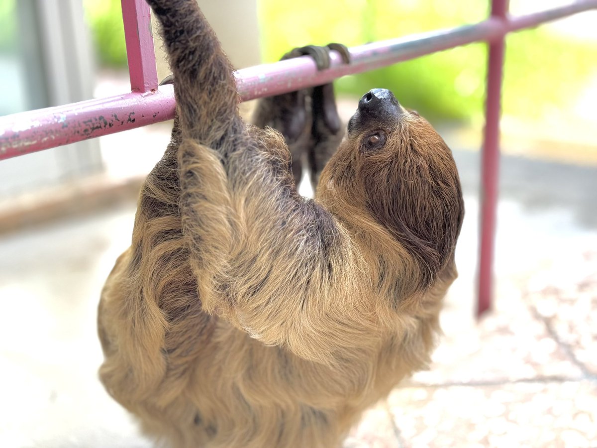 happypasha8131's tweet image. ナマケモノて見てても飽きないね

懸垂始めました

＃写真好きな人と繋がりたい 
＃ネオパークオキナワ
＃iPhone15pro