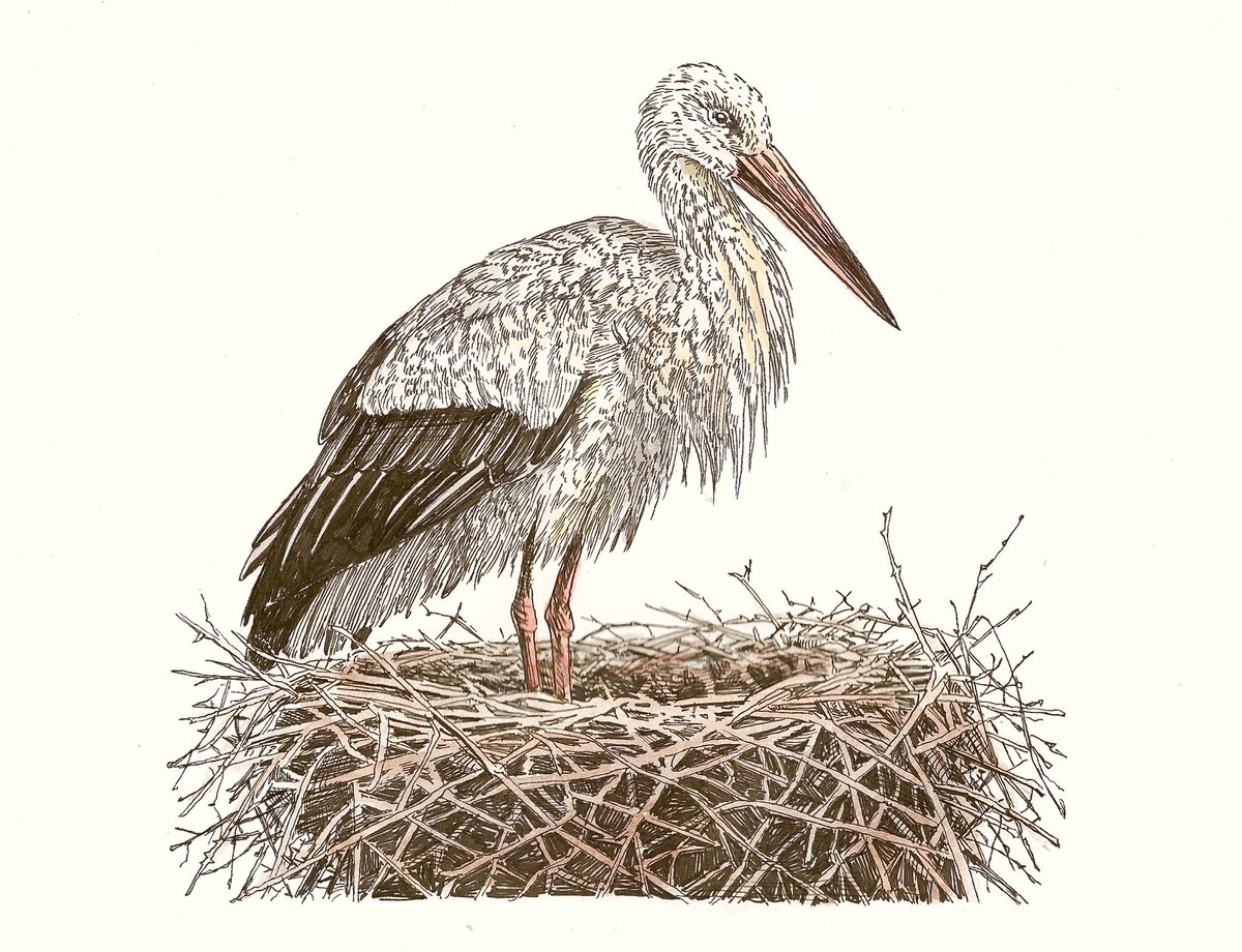 Goedemiddag. Vandaag maakte ik een ooievaar. 

‘Pakketje vergeten. Takkezooi’
21 x 29,7 cm
Inkt en aquarel op papier 

Delen is lief.