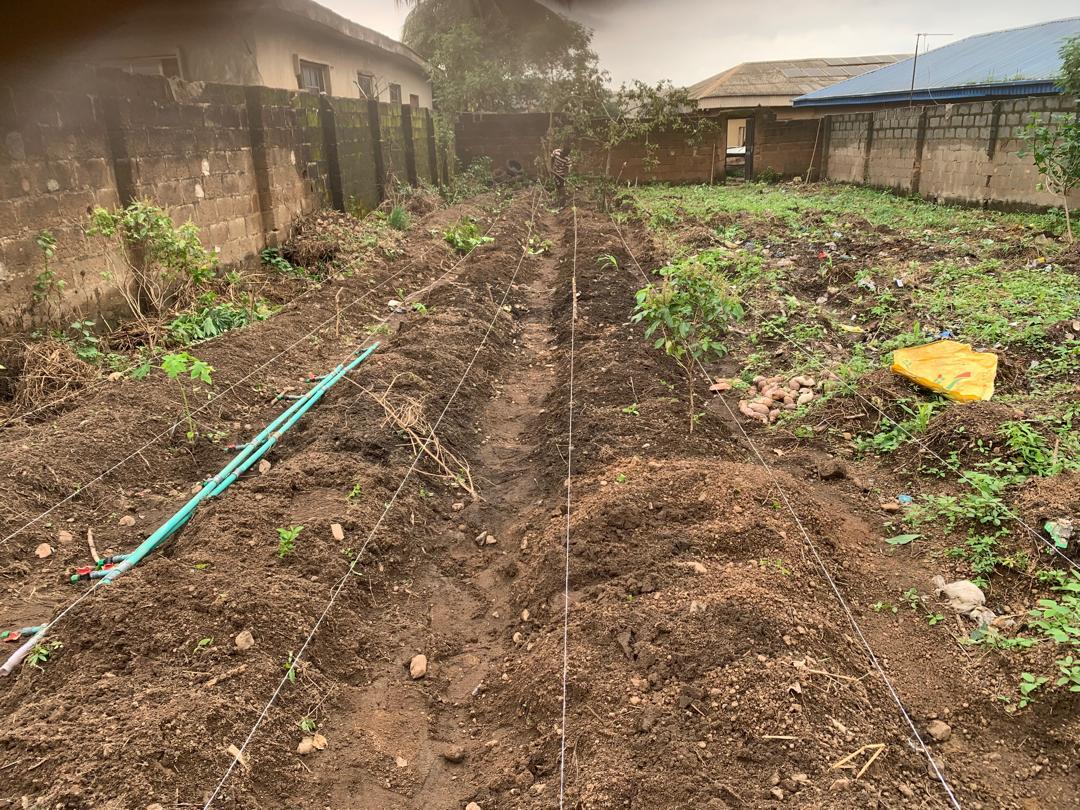 ToluAdams3's tweet photo. We don’t wait for the season — we create it.
Ridges built, irrigation ready, harvests loading.
#EffectFarmer #ATFarmsAndFields #YearRoundFarming #SmartAgriculture https://t.co/hHA9LoGTy8