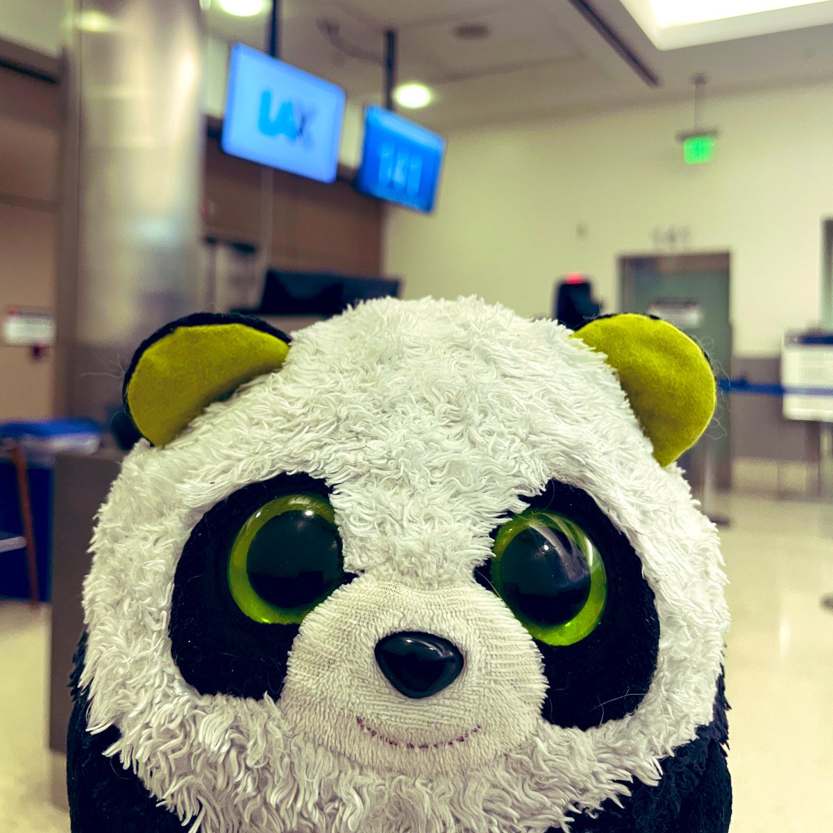 MrPandaJPanda's tweet photo. Today feels like a great day to use my passport! 🐼 🌎🎒✈️ 
#Travel #Panda #Bear #VIP #VeryImportantPanda #LAX https://t.co/TAaXncVdiV
