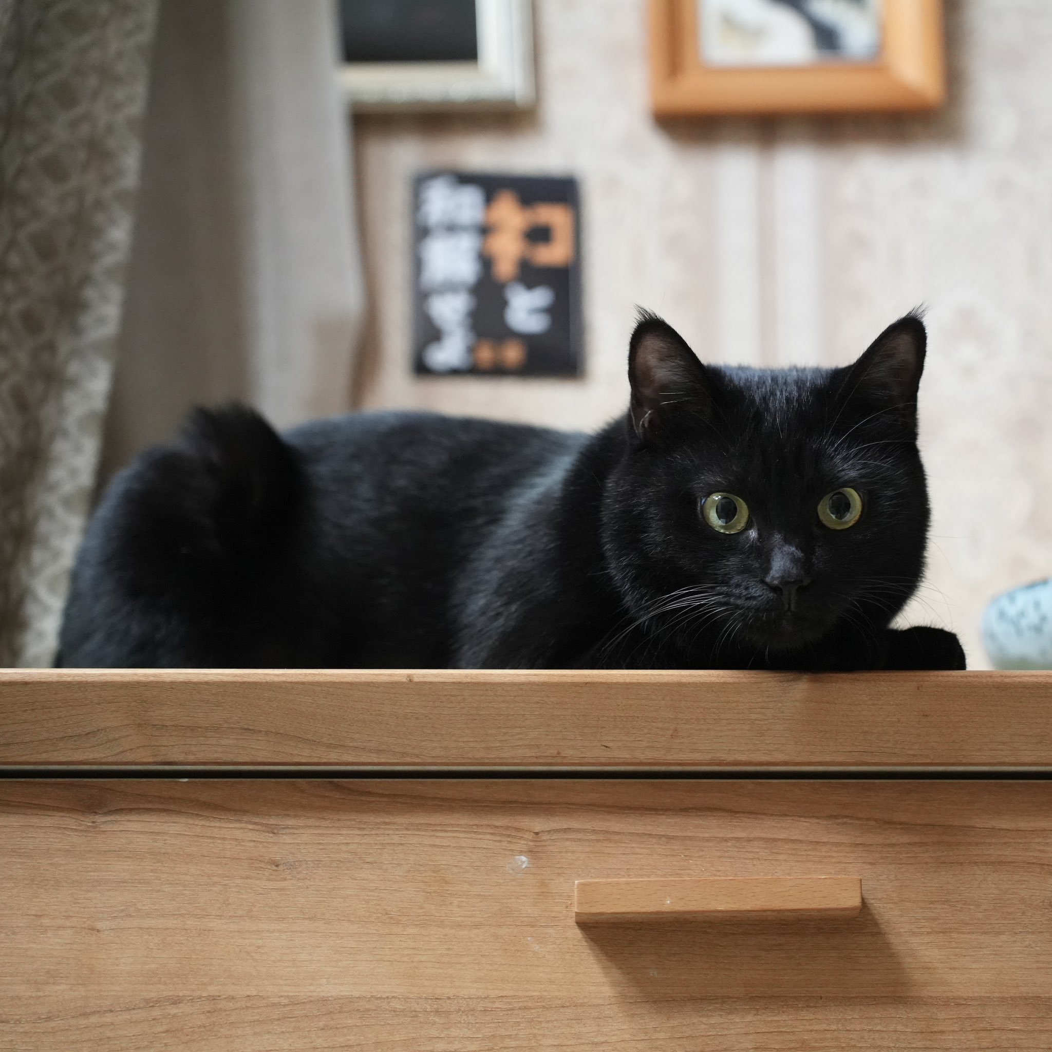 黒猫 黒猫つくねちゃん太しっぽ on X: 