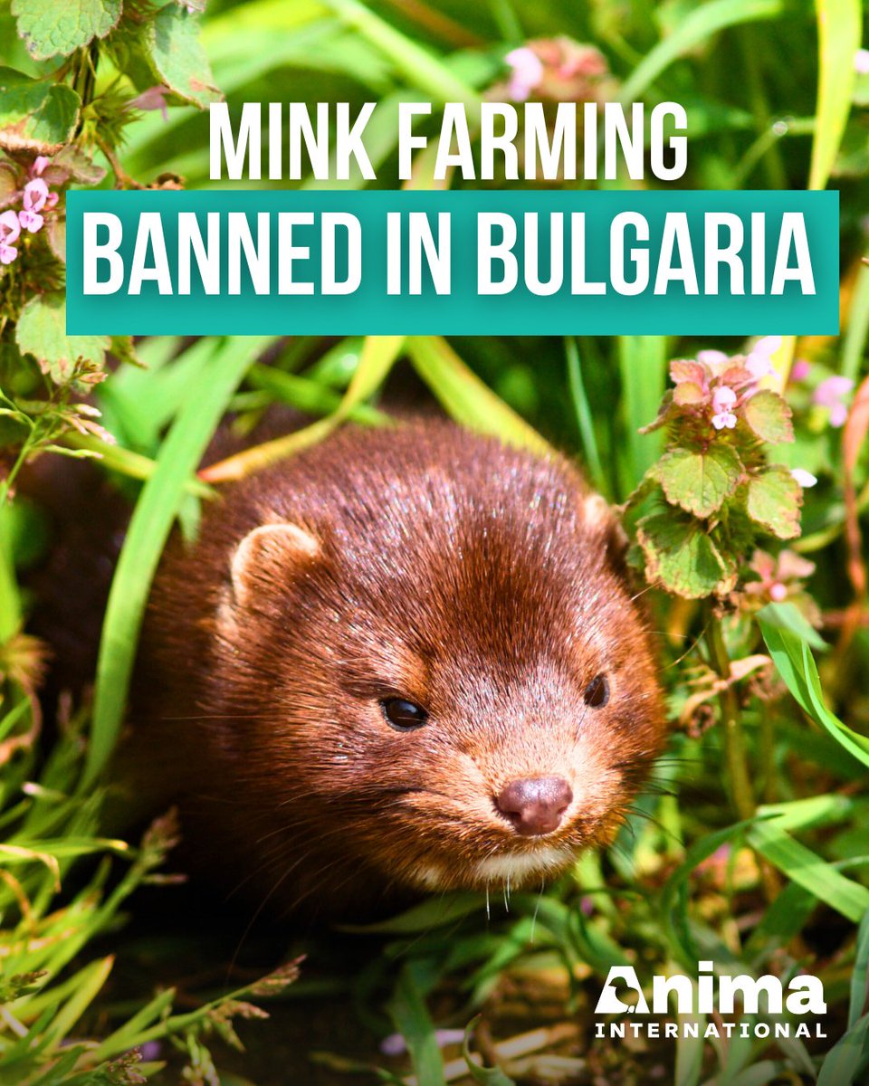 Anima International (@anima_int) on Twitter photo 🎉🐾 VICTORY FOR ANIMALS IN BULGARIA! 🇧🇬⚖️ The Supreme Administrative Court has banned the import and breeding of American mink in Bulgaria! 🚫 No more mink farms, no more cruelty. Congratulations to <a href="/caai_bg/">КАЖИ</a>  for working relentlessly to make it happen! 🙌🐾 #AnimalRights 🎉🐾 VICTORY FOR ANIMALS IN BULGARIA! 🇧🇬⚖️ The Supreme Administrative Court has banned the import and breeding of American mink in Bulgaria! 🚫 No more mink farms, no more cruelty. Congratulations to <a href="/caai_bg/">КАЖИ</a>  for working relentlessly to make it happen! 🙌🐾 #AnimalRights