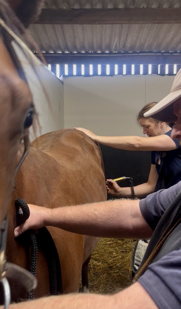 One of our yearlings getting some treatment for tight muscles from our brill phisio claire ford,we want to ensure they are tip top condition so prep is a breeze for them,claire is our go to the second we feel any arent using themselves properly or arent tracking up properly!