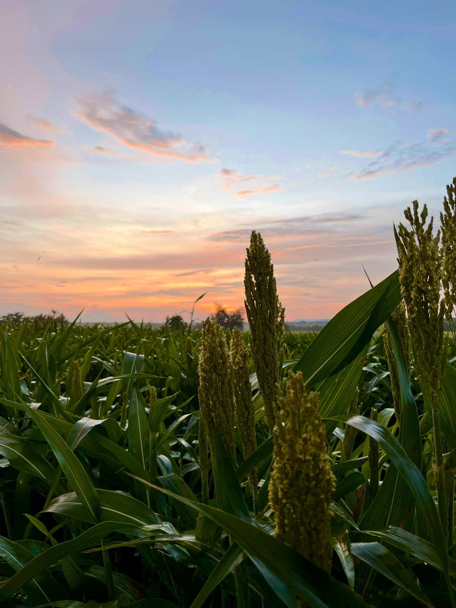 Seré Breve:
Buenos días!
#SurdeMorelos