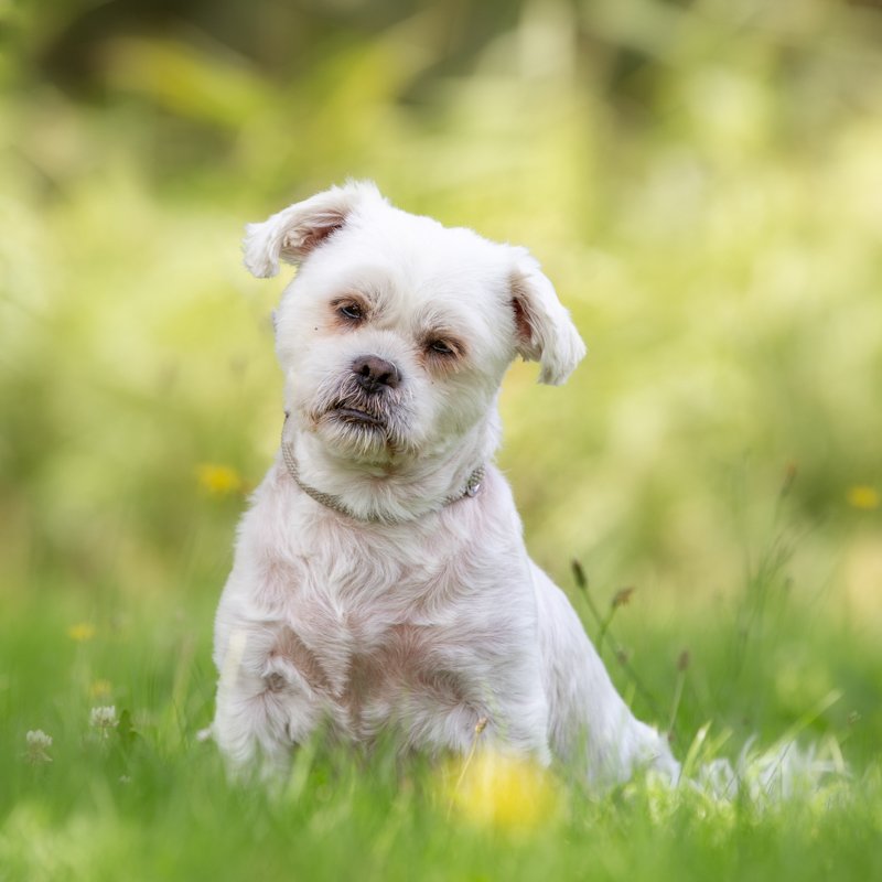 Puck 
dierenasielzwolle.nl/adopt/puck-2/