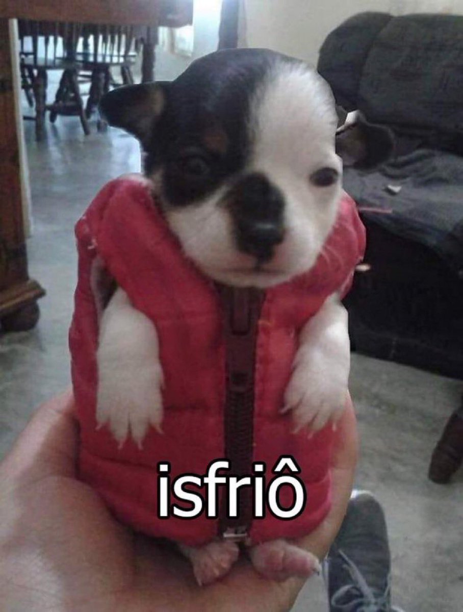 acervo doguinhos (@acervodoguinhos) on Twitter photo 
