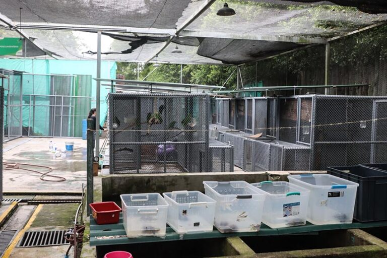 Este caso no es una rareza: en Colombia, desde 2010, las autoridades han decomisado 340 ocelotes, entre ejemplares vivos y muertos. Muchos de ellos terminan como mascotas en casas de personas adineradas. 2/6 tinyurl.com/2s45795e