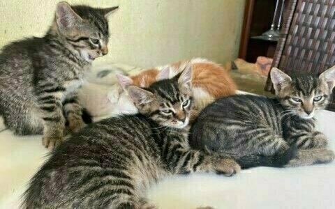 Kolejne wiejskie kociaki zdane tylko na siebie 💔 Kolejna historia w której zakończenie zależy tak naprawdę od nas...

Czy podzielisz się sercem w kociakami? Proszę zostaw choć 1 zł i RT 🙏 

ratujemyzwierzaki.pl/6-kociakow