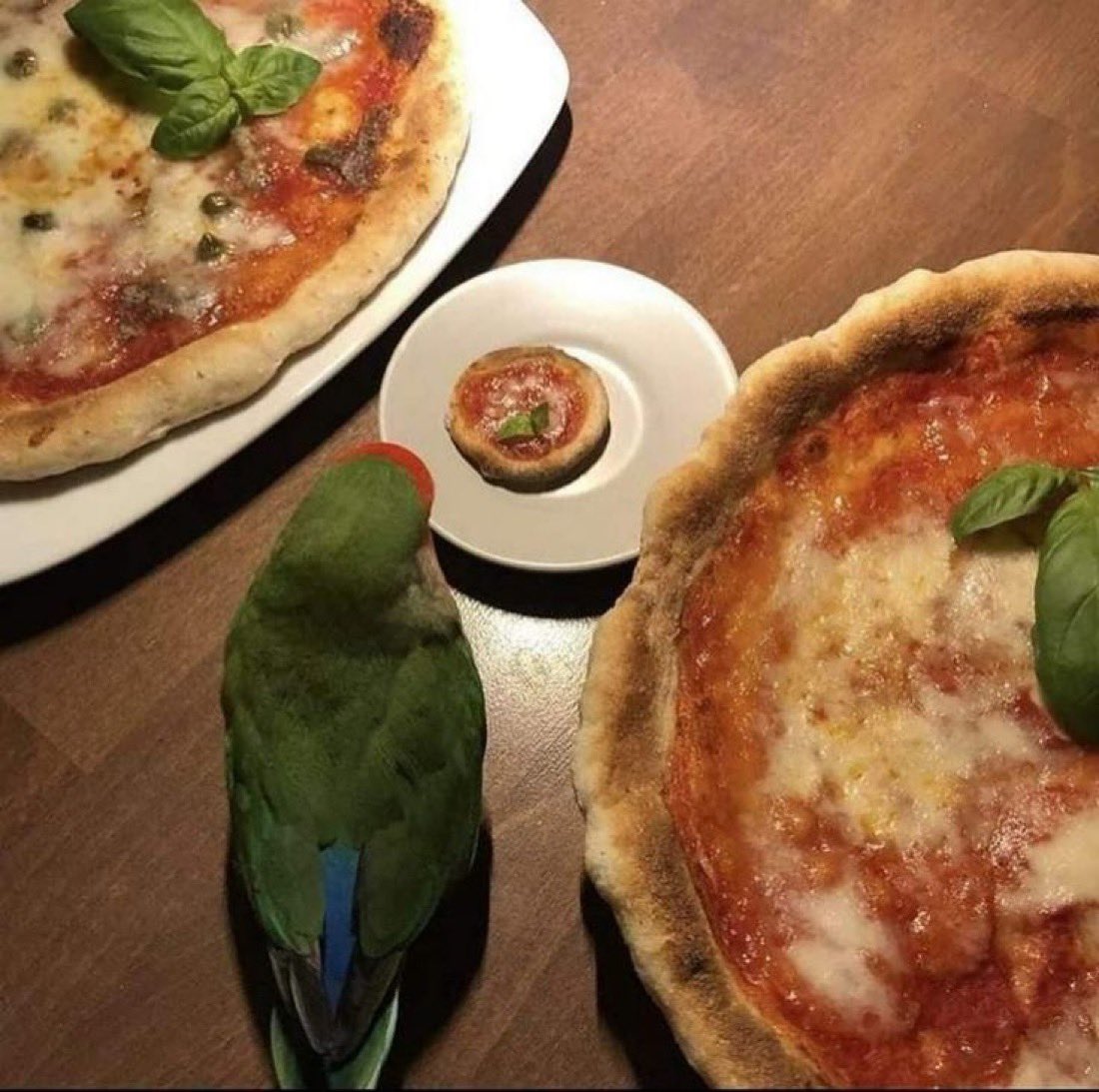 Out of Context Birds (@contextbirds) on Twitter photo 