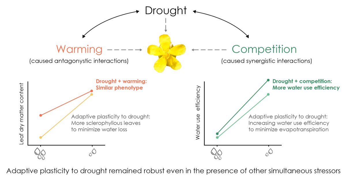 Interactive Effects of Warming and Competition Do Not Limit the Adaptive Plastic Response to Drought in Populations of a Mediterranean Plant 

🔗 buff.ly/mm1MHhn
<a href="/MarinaRM_gypsum/">Marina Ramos Muñoz</a> <a href="/MBlanco_Sanchez/">Mario Blanco Sánchez</a> <a href="/SMatesanz/">Silvia Matesanz</a> <a href="/gypsevol/">Gypsevol URJC</a>