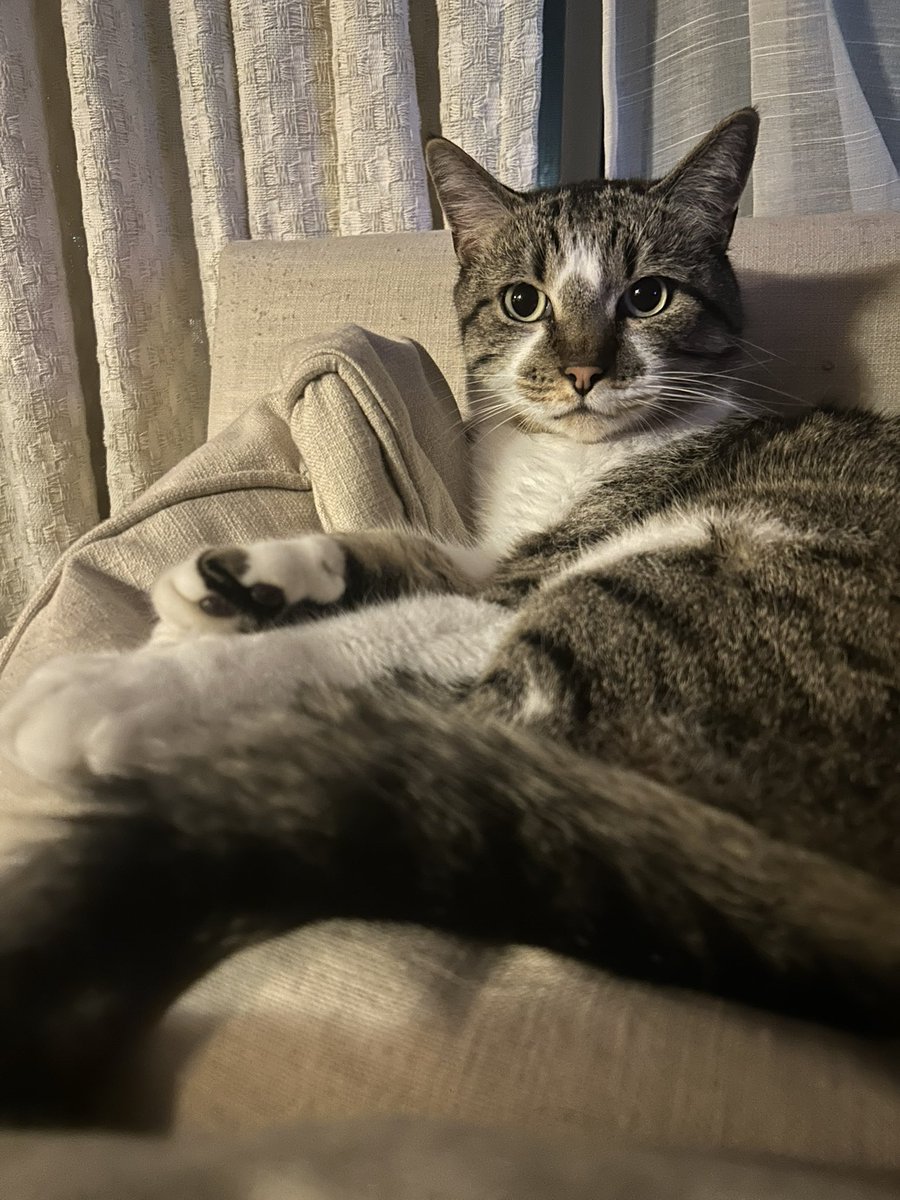 Sam the Cat (@catthesam) on Twitter photo waiting for father to come back (ps: send prayers/healing vibes for my gorgeous besty Mimi’s mamma) <a href="/creative54/">MIMI THE TABBY😺</a> waiting for father to come back (ps: send prayers/healing vibes for my gorgeous besty Mimi’s mamma) <a href="/creative54/">MIMI THE TABBY😺</a>