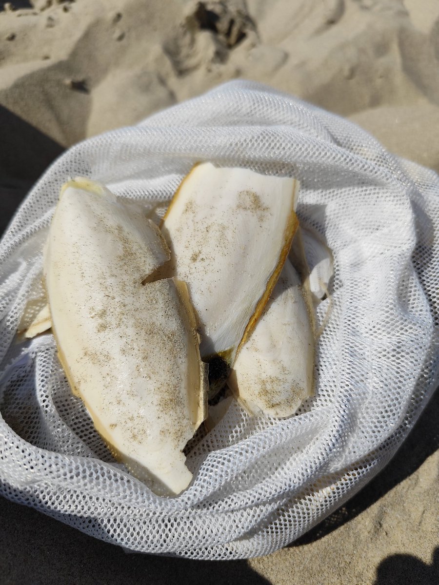 Naturechane's tweet photo. 今日の収穫物！ https://t.co/SokDNRuSOW