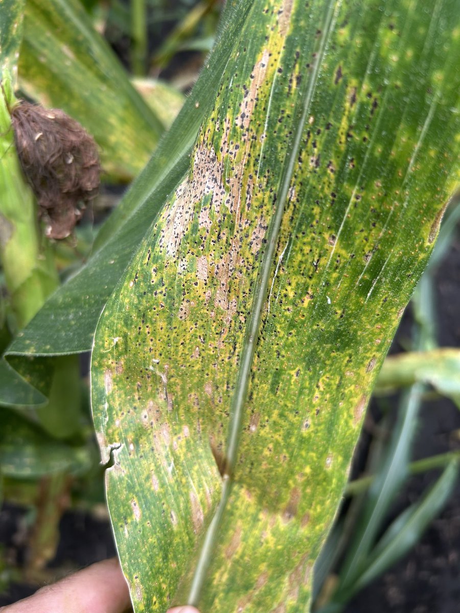 Adam Mayer tweet media