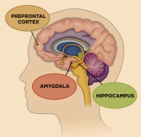 Trauma &amp; adversity cause brain disruption in social/emotional &amp; cognitive dev, especially brain areas implicated in the stress response.  
PFC: Thinking evaluating &amp; processing.
"Is their really a threat?"🧠
Amygdala:
Smoke detector.
Survival instincts,threat &amp; fear detectors.🧠