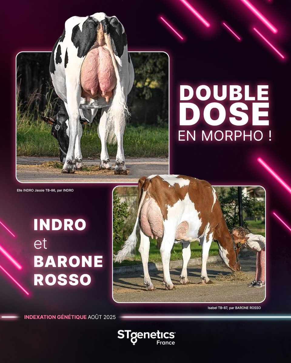 stgeneticsfr's tweet photo. #STgeneticsFrance est fier d’avoir à son catalogue les deux meilleurs taureaux confirmés Italiens en Morphologie, INDRO et BARONE.
#INDRO c’est +2.24 Morpho 🇮🇹
#BARONEROSSO c’est +2.16 Morpho 🇮🇹
Ils sont disponibles en #Ultraplus™
#STgenetics #Morpho https://t.co/GDymix4FGu