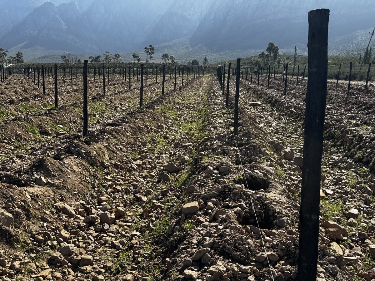 De Witt Kamfer tweet media