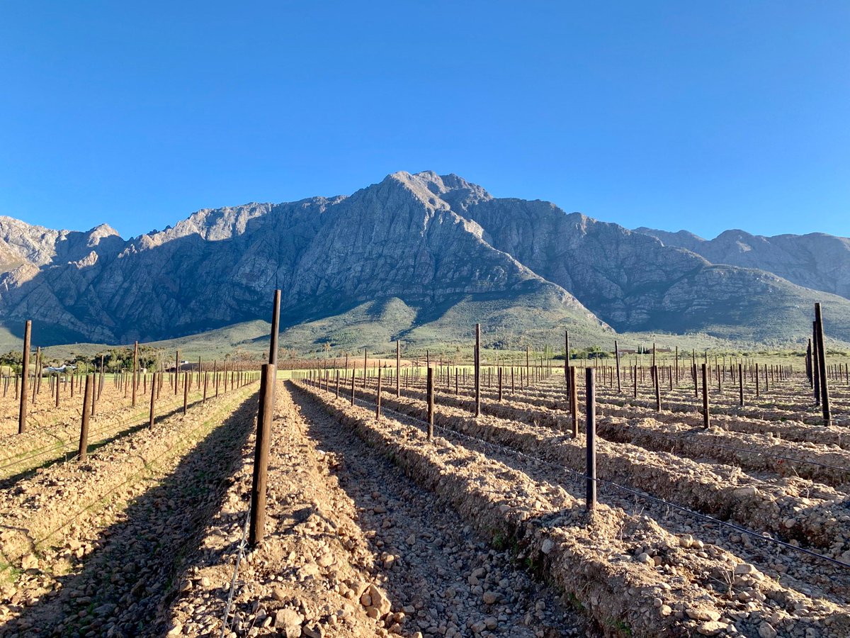 De Witt Kamfer tweet media