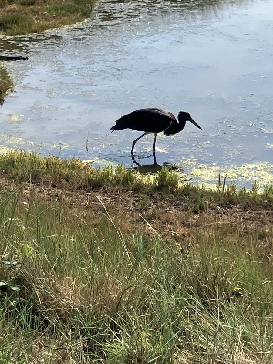 Black Stork lost in Suffolk and so not bothered by humans that this was taken on my iPhone