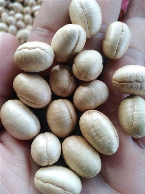 สมัยเด็กๆเคยเก็บเมล็ดต้นไม้มาเล่น ละจำได้ว่ามีเมล็ดนึงที่ชอบมากเพราะมันเป็นสีทอง(แฟนตาซีจัดๆในความทรงจำ) วันนี้จู่ๆก็นึกถึงอีเม็ดนี้ขึ้นมาได้ ละก็นั่งหาว่ามันคือเมล็ดต้นอะไร

หาเจอแล้วว่ามันคือเมล็ดต้นอโศกอินเดีย สบายใจแล้ว นอนหลับได้---