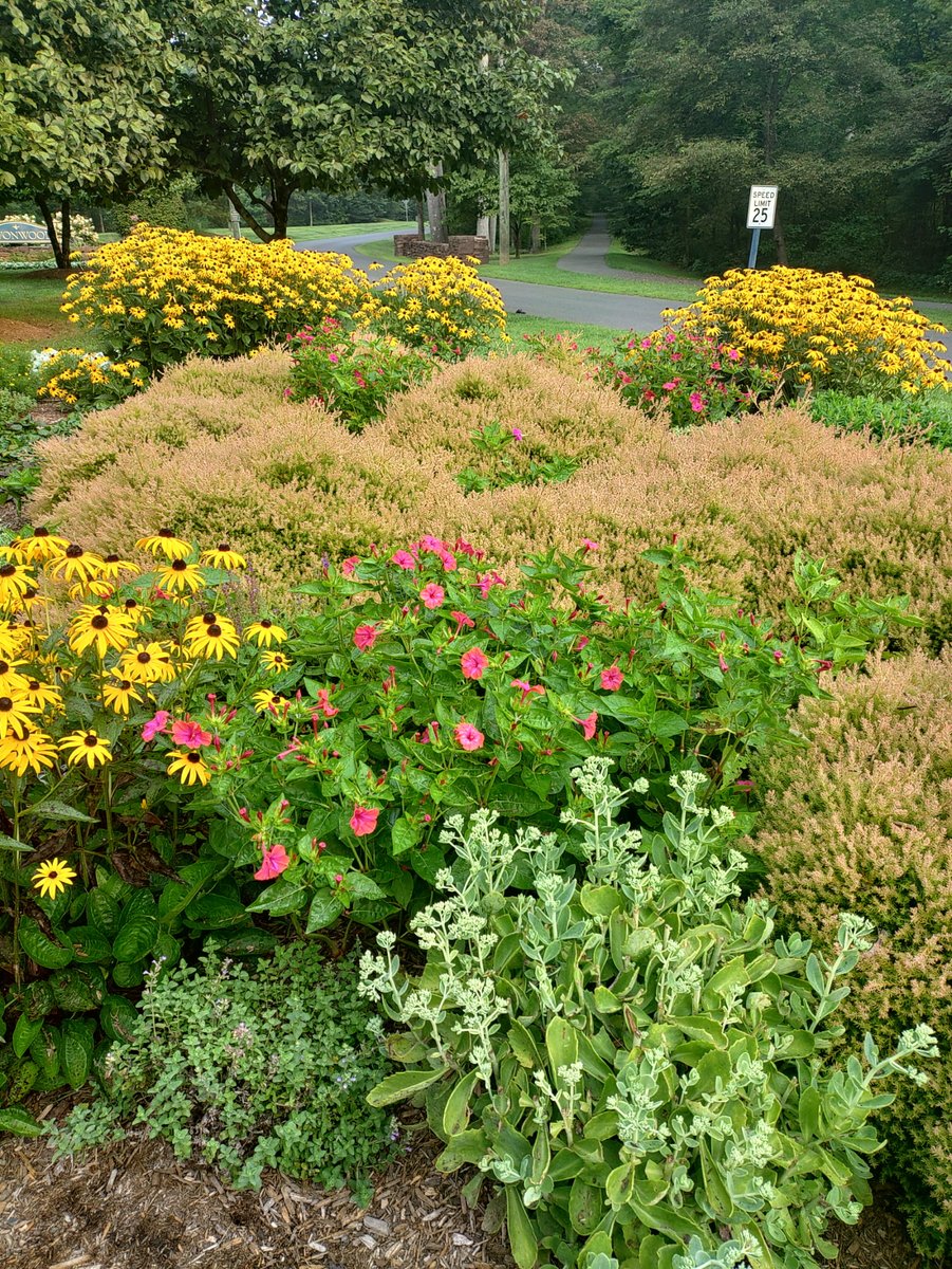 PFFPetit's tweet photo. One of our generous supporters shared this photo to spark inspiration for showcasing Michaela’s Four O’Clocks alongside other vibrant flowers and garden plants!

#MichaelaFourOClocks #FlowerGarden #GardenBeauty #LegacyInBloom https://t.co/YDrBhxs7et