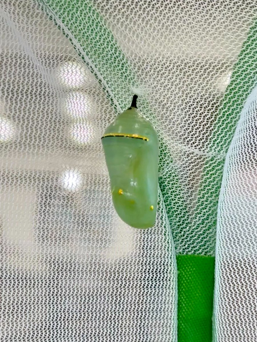_CountyLibrary's tweet photo. 🦋 The chrysalises are here! #TheCountyLibrary in Riverton is buzzing with excitement as we wait for these four to transform into beautiful monarch butterflies in the coming weeks. Stop by to see the magic in progress! 🌿✨

#MonarchMagic #RivertonLibrary #ButterflyWatch https://t.co/QifrLxg8Iu