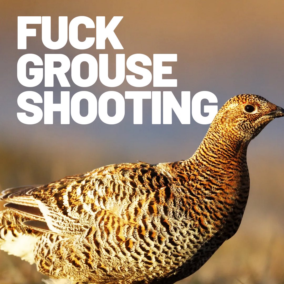 End Bird Shooting tweet media
