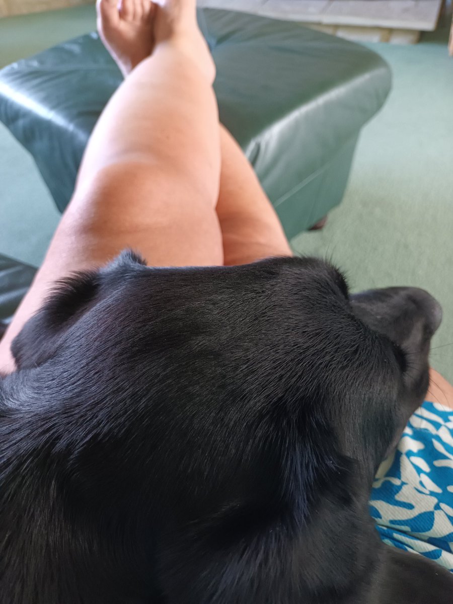 Just what you need to cool you down when it's hot - a labrador in your lap!