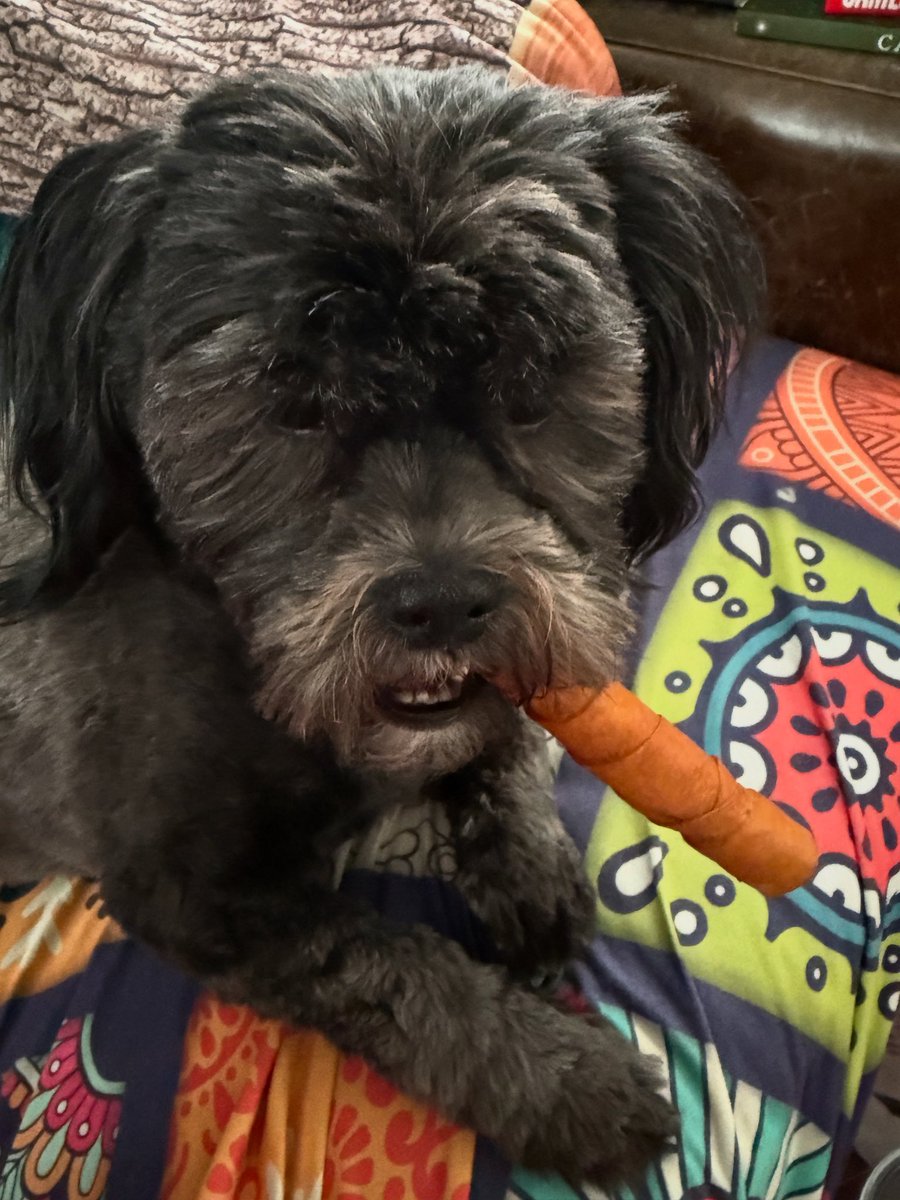 CandaceHavens's tweet image. I told him he had to give up this filthy habit. But kids these days… 😉 Mr. Poe’s cigar. #dogs #dogsofinstagram #dogslife🐶 #mysteryauthor