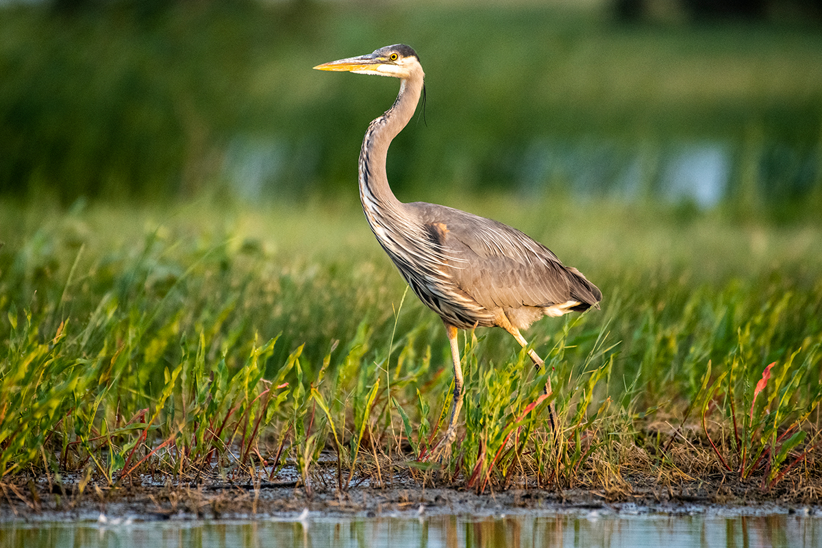 Nebraska Game and Parks (@negameandparks) on Twitter photo Embark on a captivating journey into Heron Haven in Omaha!
Ted LaGrange is leading a guided exploration on Aug. 23 where participants can experience diverse ecosystems and learn about wetlands in Nebraska.
Learn more and register: brnw.ch/21wURra
📸: <a href="/NEBland_Haag/">Justin Haag, NGPC</a> Embark on a captivating journey into Heron Haven in Omaha!
Ted LaGrange is leading a guided exploration on Aug. 23 where participants can experience diverse ecosystems and learn about wetlands in Nebraska.
Learn more and register: brnw.ch/21wURra
📸: <a href="/NEBland_Haag/">Justin Haag, NGPC</a>