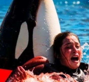 lorerrios's tweet photo. Unbelievable! 😲 Jessica Radcliffe orca attack real video &amp; Twitter viral! Dolphin Jessica accident original — is she alive? Orca attack deutsch &amp; nachrichten! 😭
https://t.co/f3A2zJBDP9 https://t.co/NZGBxSzGvx