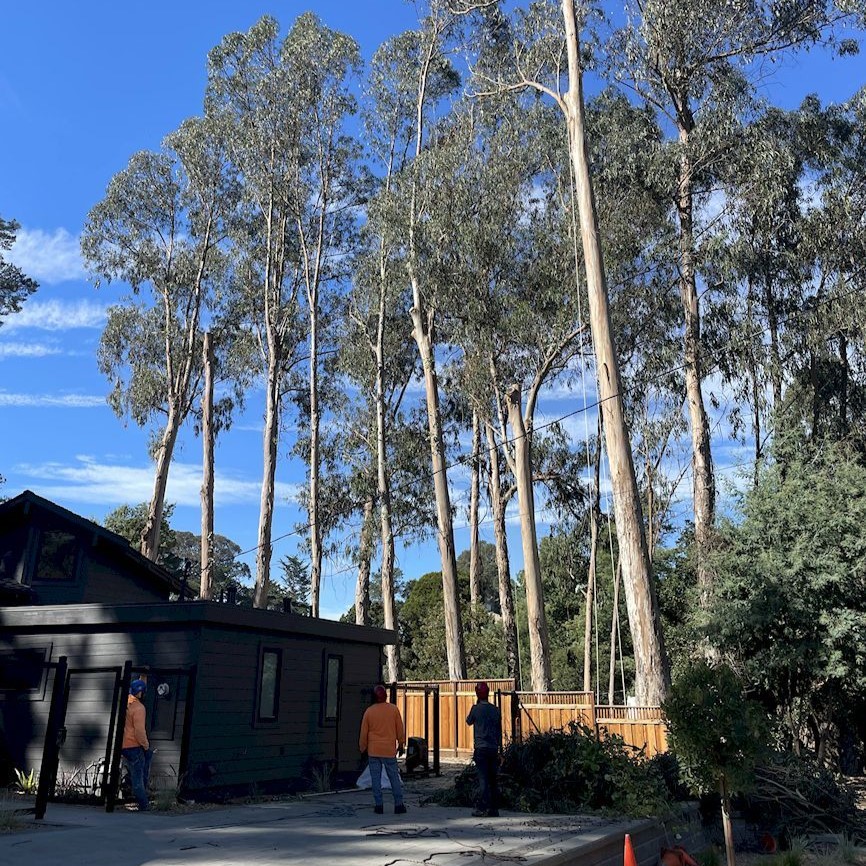 ColoresTree's tweet image. Healthy trees need a good trim now and then. I specialize in clean cuts that promote growth and safety. Schedule your tree trimming before storm season hits.
#TreeTrimming
treeservicesaromas.com/tree-trimming