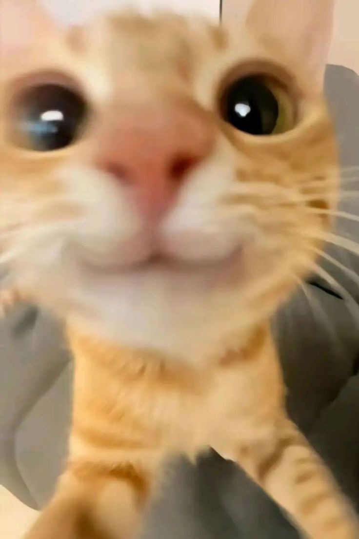 jwd15910's tweet image. animal                                                  real life