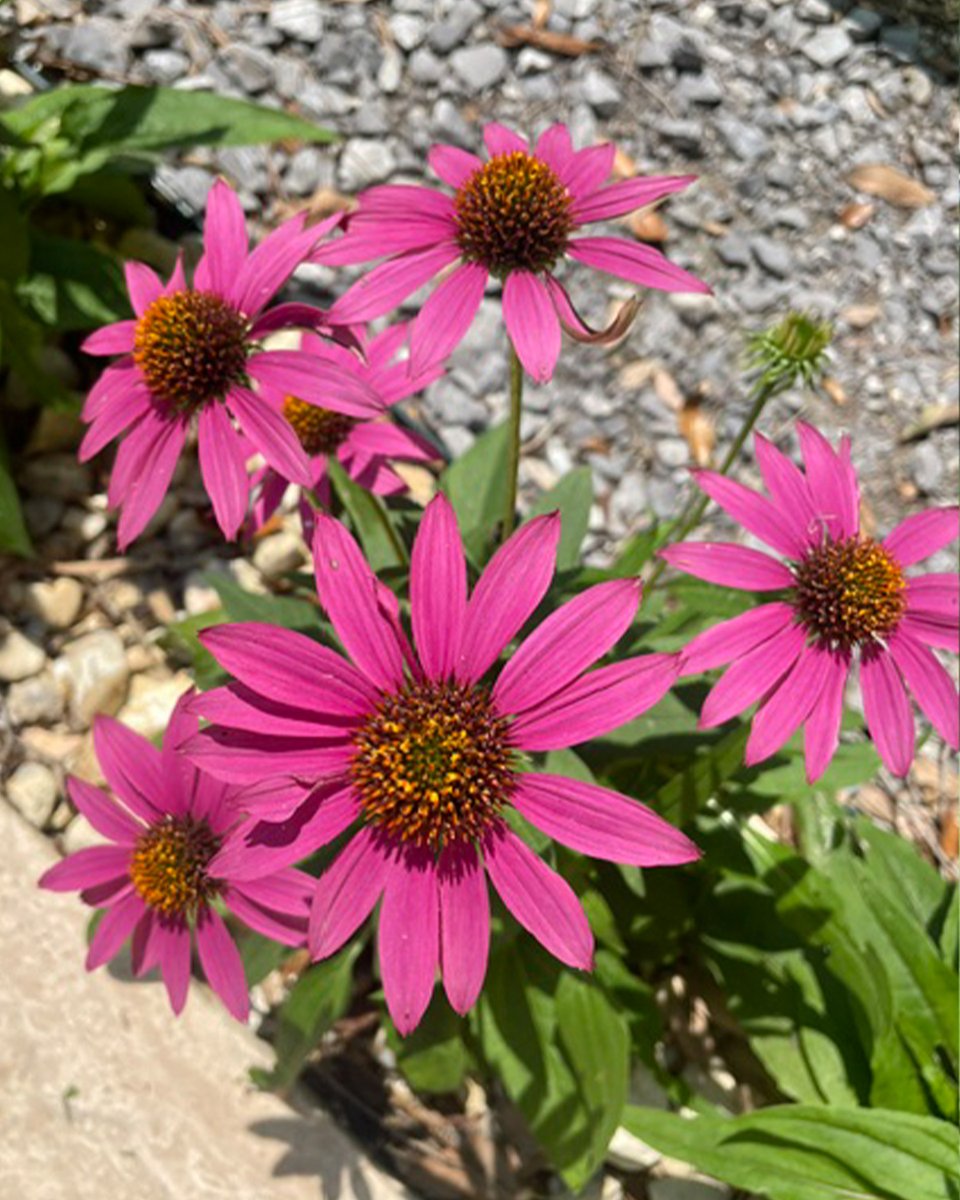 Ready to keep your garden thriving this summer? Discover essential tips for watering, mulching, and planning your fall garden in our July/August issue! Check out the garden section to learn more and turn up the heat on your gardening game!