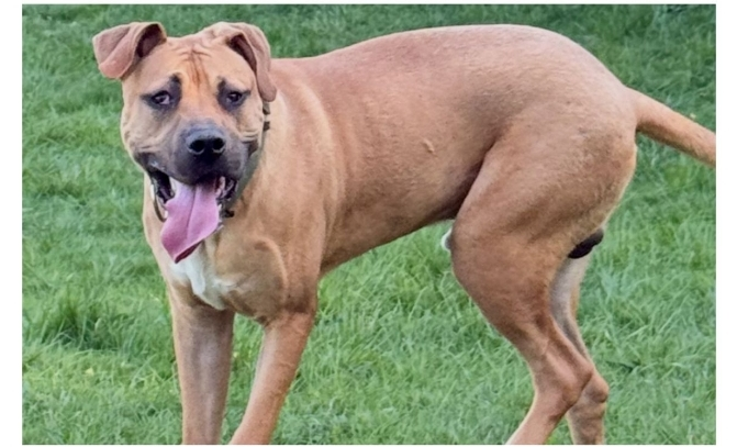 millypod1's tweet photo. ROMEO CAUGHT SAFE. THANKS FOR RT's 😊🐕🐾

🆘31 JULY 2025 #Lost Romeo #ScanMe
YOUNG Mastiff Cross Male 
Was wearing a camo harness 
The Speech House  Car Park #Coleford  
The Forest of Dean #Gloucestershire #GL16 https://t.co/57iU6lUsBO https://t.co/kojKi1ra15