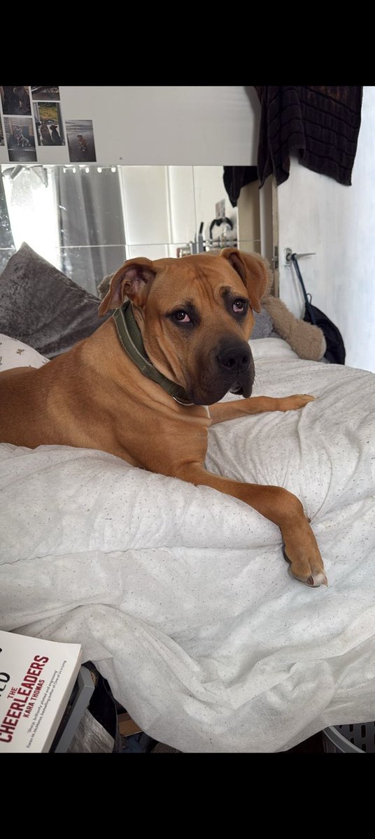 millypod1's tweet photo. ROMEO CAUGHT SAFE. THANKS FOR RT's 😊🐕🐾

🆘31 JULY 2025 #Lost Romeo #ScanMe
YOUNG Mastiff Cross Male 
Was wearing a camo harness 
The Speech House  Car Park #Coleford  
The Forest of Dean #Gloucestershire #GL16 https://t.co/57iU6lUsBO https://t.co/kojKi1ra15