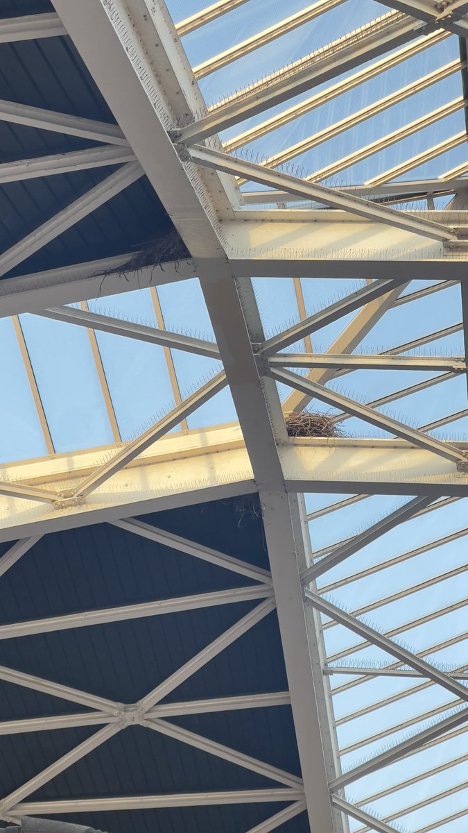 TomCroesNL's tweet photo. Heel het dak vol met vogelpinnen en dan het toch voor elkaar krijgen om 2 mega nesten te maken 😂 @NS_online #Tilburg https://t.co/epKjuBGklh