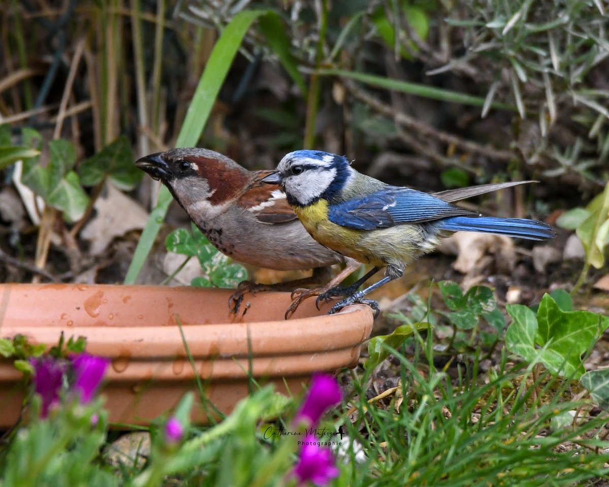 Mettez de l'eau dans vos jardins.

Un miracle se produira 🤍

#birdphotography 
#canicule