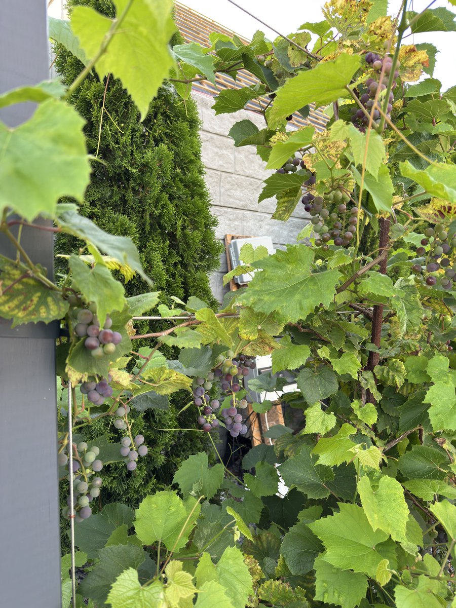 Mateusz Zatorski tweet media