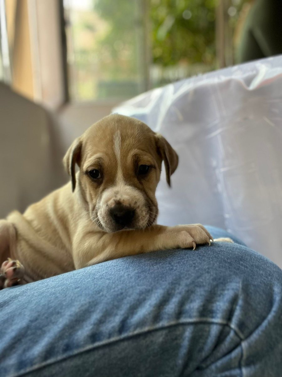 Estamos en busca de familias llenas de amor que quieran adoptar a estas preciosurassss 
Se llaman
RAYO, machito 2 meses
BUDIN, hembra 2 meses
CHOCOLATE, hembra 2 meses
Todos sanitos con primera vacuna y desparasitación, cualquier cosa al Ig  público de mi amix: @ epapuk