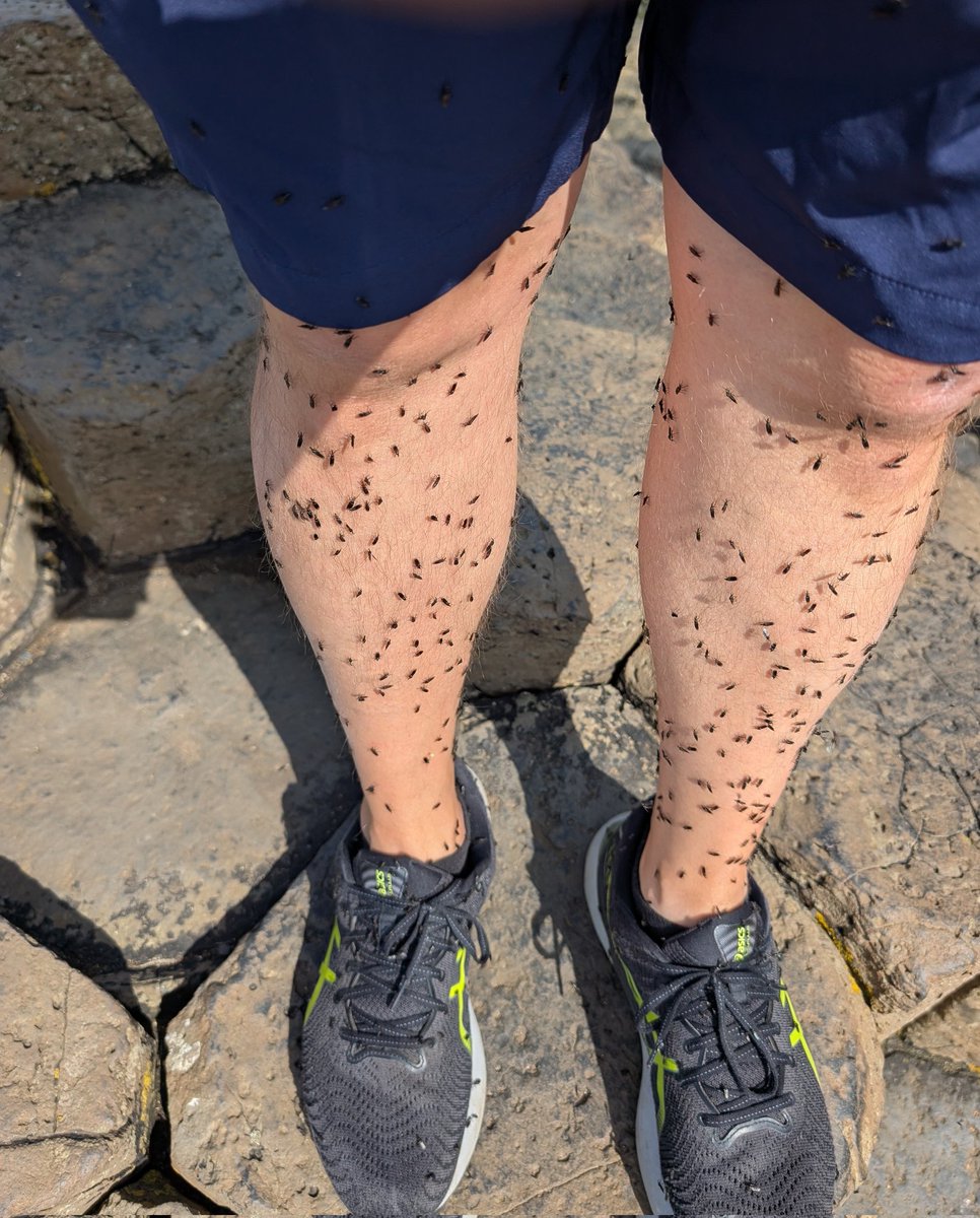 muppazi1234's tweet photo. Lots of these flies all over the north coast. This was me at giants causeway @barrabest is this linked to the heat as I have never seen them before https://t.co/af4m1m3LCI