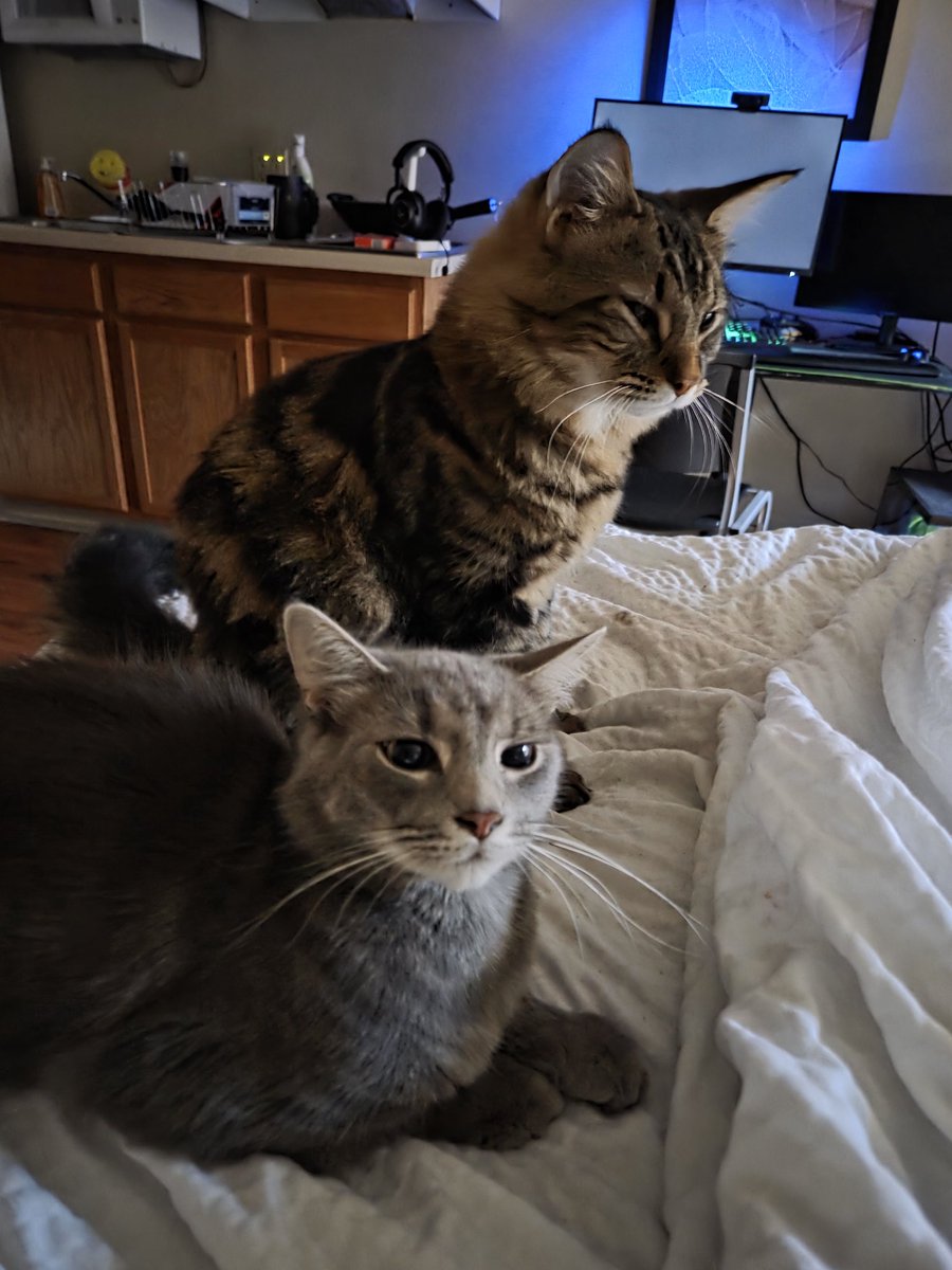 HellionTuck tweet media