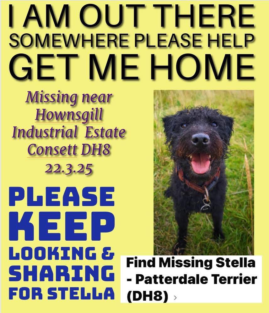 The_Animal_Team's tweet photo. 💥 STILL MISSING 💥 Stella is still #missing from #HownsgillIndustrialEstate #Consett #DH8 area, since 22/3/25. #PatterdaleTerrier Please join Stella's FB Page: https://t.co/SaMzOQ9dEM #MissingDog #DogsOfTwitter https://t.co/2UKdRzUVfI