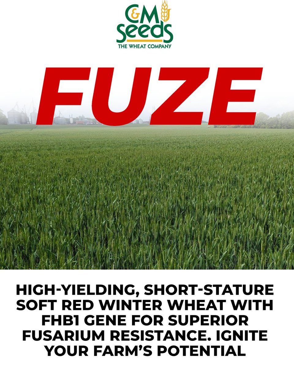 Unleash your farm’s potential with Fuze from RedWheat! This high-yielding, short-stature soft red winter wheat boasts the FHB1 gene for top-tier Fusarium head blight resistance. Perfect for boosting productivity and resilience. Learn more: redwheat.com/varieties/fuze/ #WheatFarming